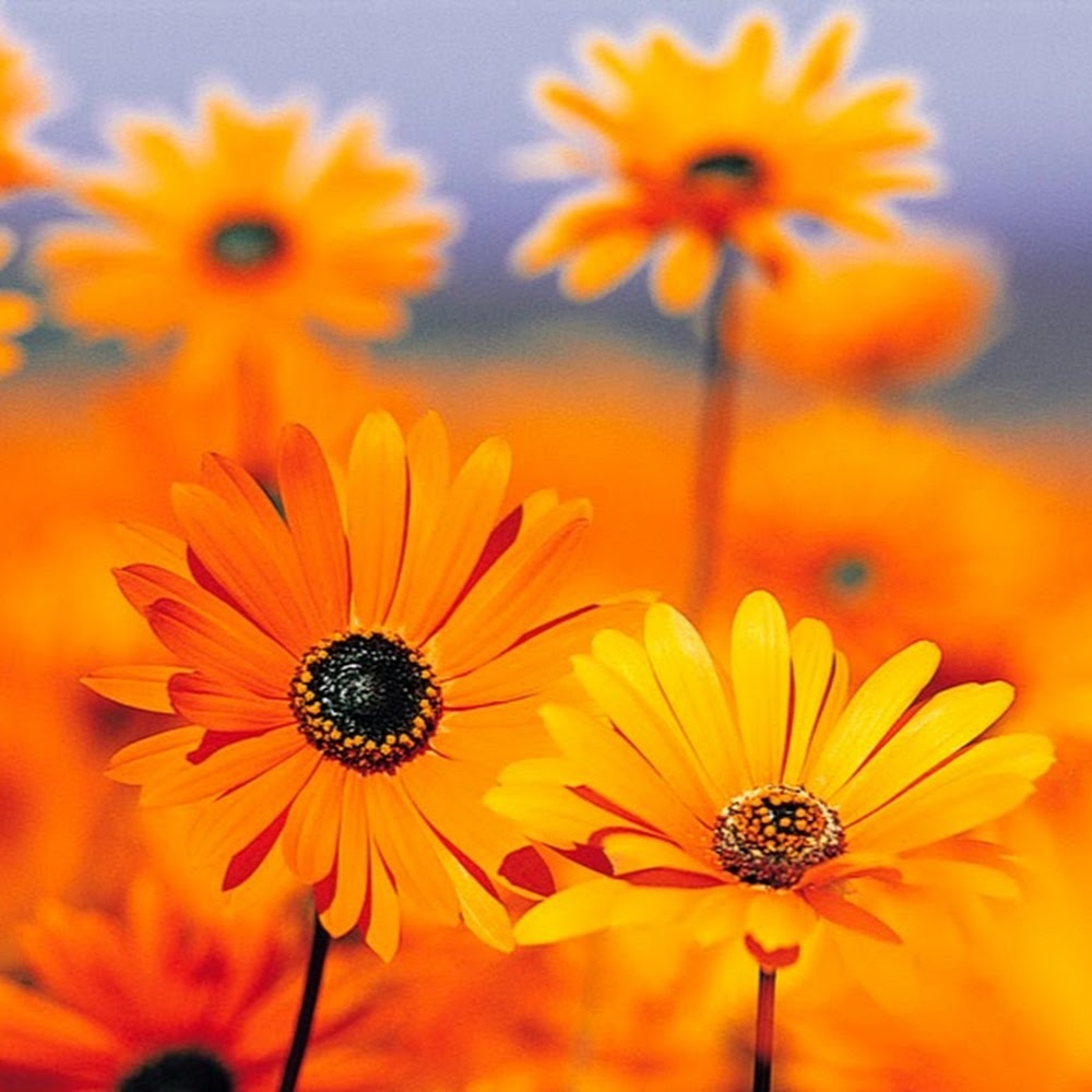 Meet your Posher, Mar-